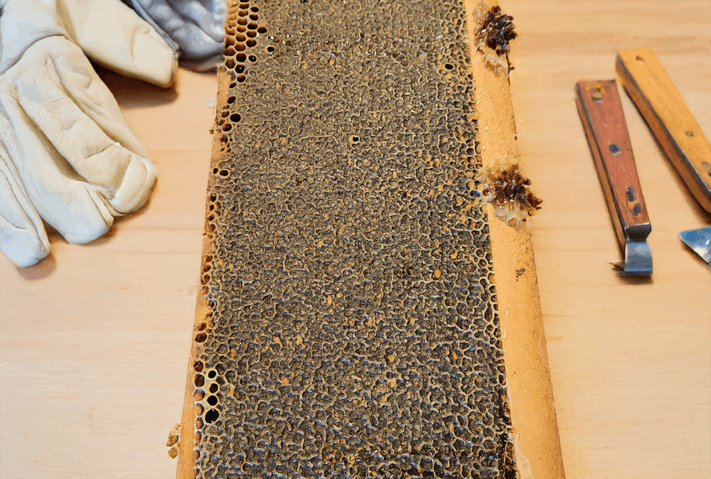 Harvesting Your First Honey Frame